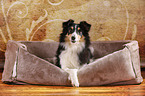 liegender Sheltie