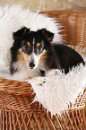 liegender Sheltie