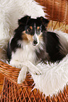 liegender Sheltie