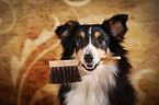 Sheltie hlt Gegenstand