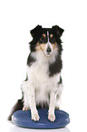 sitzender Sheltie