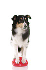 balancierender Sheltie