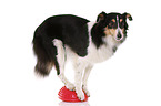 balancierender Sheltie