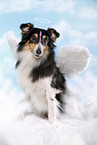 sitzender Sheltie