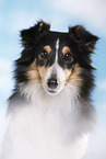 Sheltie Portrait