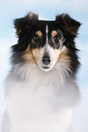 Sheltie Portrait