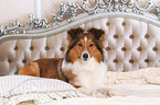 liegender Sheltie