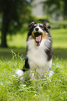 sitzender Sheltie