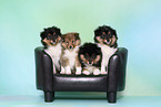 Sheltie Welpen