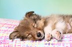 Sheltie Welpe