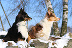 2 Hunde