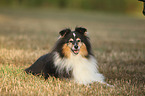 liegender Sheltie