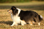 laufender Sheltie