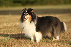 Sheltie