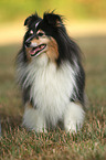 Sheltie
