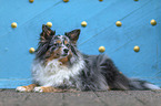 liegender Sheltie