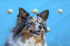 Sheltie Portrait