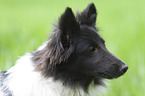 Sheltie Portrait