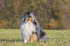 sitzender Sheltie