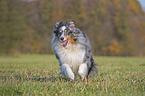 rennender Sheltie