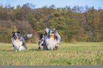 rennende Shelties