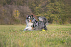 rennender Sheltie