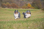 rennende Shelties