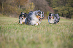 rennende Shelties