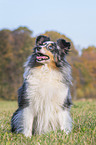 sitzender Sheltie