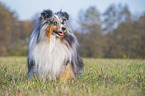sitzender Sheltie