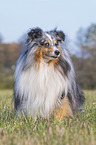 sitzender Sheltie