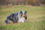laufender Sheltie
