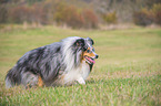 laufender Sheltie