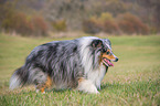 laufender Sheltie