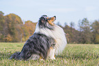 sitzender Sheltie