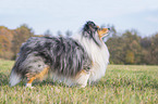 stehender Sheltie