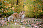stehender Sheltie