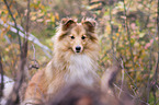 Sheltie