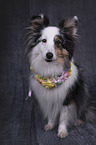 sitzender Sheltie
