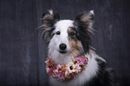 Sheltie Portrait