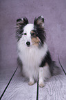 sitzender Sheltie