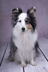 sitzender Sheltie