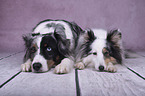 Sheltie mit Miniature Australian Shepherd