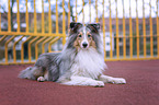 liegender Sheltie