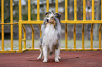 stehender Sheltie