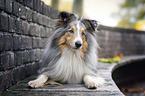 liegender Sheltie