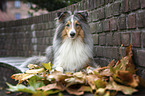 liegender Sheltie