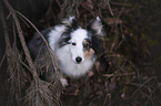 Sheltie