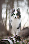 stehender Sheltie