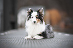 liegender Sheltie